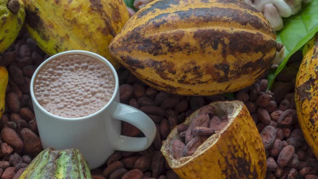 淘洗成熟的可可豆荚和可可豆，设置热可可杯背景视频下载