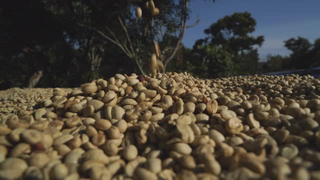 过程咖啡豆视频下载