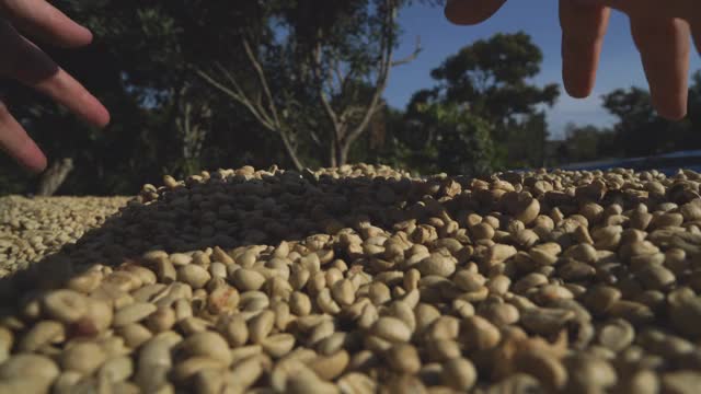 过程咖啡豆视频下载