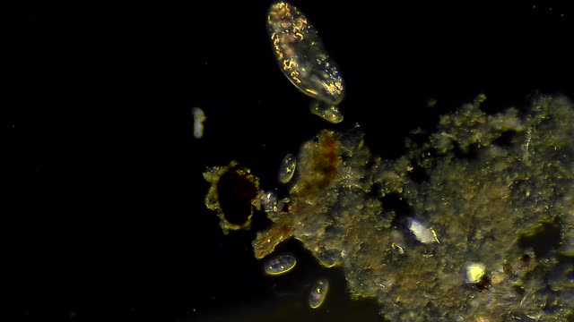 漂浮在水中的纤毛虫微生物群落视频素材