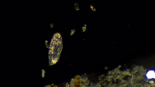 漂浮在水中的纤毛虫微生物群落视频下载