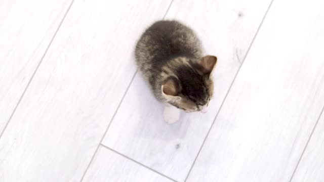 小猫等待食物。小条纹猫坐在浅灰色的木地板上，抬头看着相机视频素材