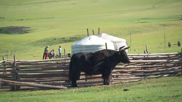 白色蒙古包帐篷、有角黑牦牛与蒙古草原地理中的人视频素材