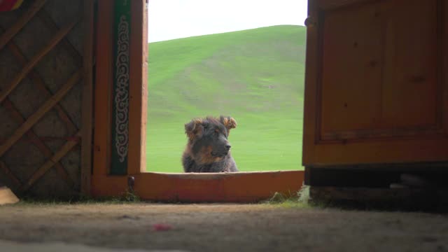 在蒙古草原上，一条牧羊犬躺在蒙古包的门上视频素材