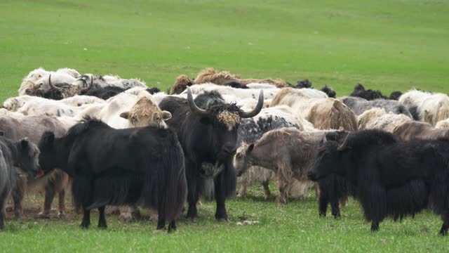 亚洲草原上的一群长毛牦牛视频素材