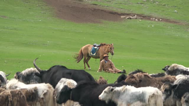亚洲草原上的一群长毛牦牛视频素材