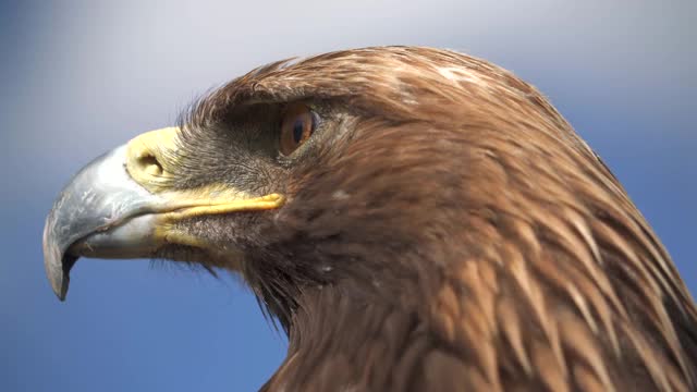 在绿色草地自然栖息地的一只自由的野生金雕鸟视频下载