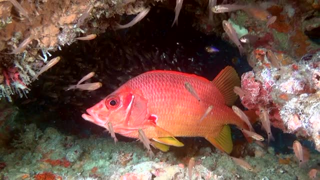在马尔代夫水下清澈的海床上寻找食物的红海鲈鱼。视频下载