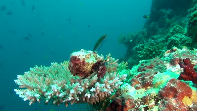 隐士癌症士兵螃蟹在马尔代夫水下的珊瑚背景上。视频素材