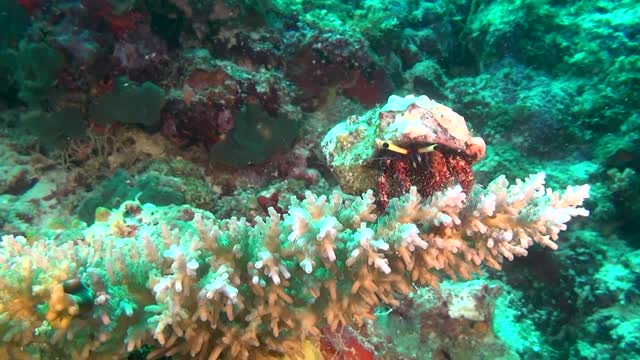 隐士癌症士兵螃蟹在马尔代夫水下的珊瑚背景上。视频素材