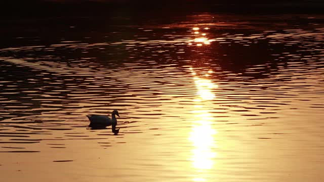 鸭子在湖水中视频素材