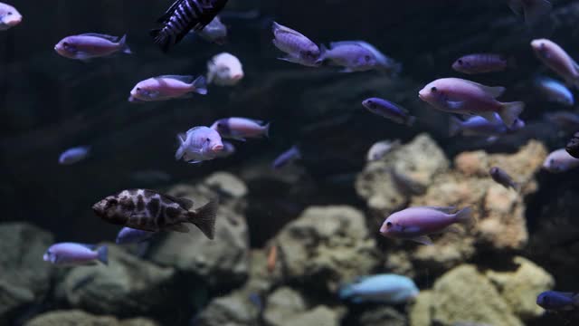 水下世界的特写，有很多鱼。一群慈鲷在水族馆里游泳视频素材