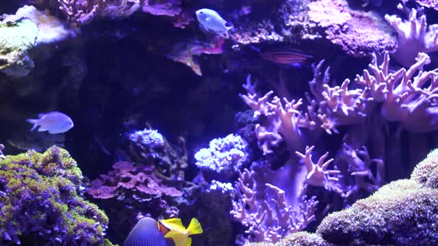 水下世界的特写，有很多鱼。一群慈鲷在水族馆里游泳视频素材
