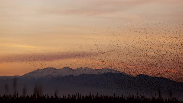 黄昏时分，椋鸟在Canigou山前飞翔视频素材