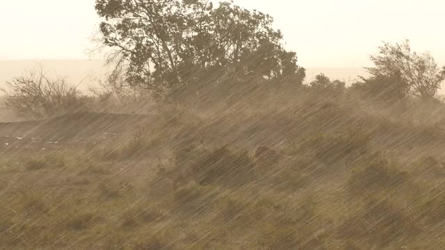 非洲-狮子在雨中视频素材