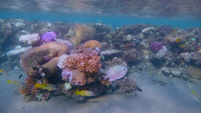 埃及的拉哈米湾，美丽的珊瑚礁上有海洋生物和许多热带鱼/小珊瑚礁视频下载
