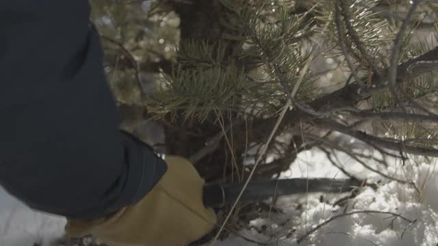 手持式近距离拍摄锯砍下的一棵圣诞树在一个山景观视频下载