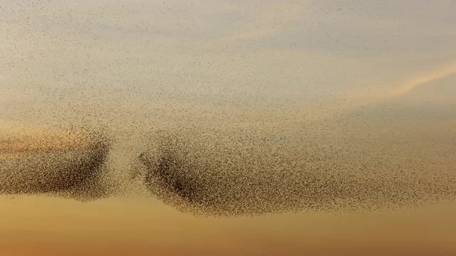 一大群椋鸟在天空中飞翔视频素材