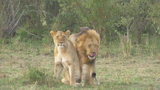 非洲-狮子休息视频下载