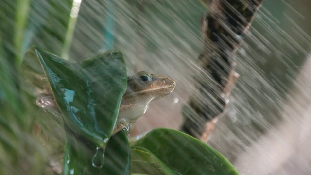 兰花上的青蛙和淋浴慢镜头视频素材