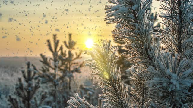 雪花飘落自然森林树木景观白色阳光冬日心情。光和明亮的雪寒冷的时间，视频循环，cinemagraph。视频循环视频素材