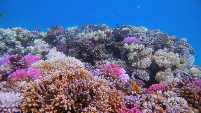 埃及的拉哈米湾，美丽的珊瑚礁上有海洋生物和许多热带鱼/小珊瑚礁视频素材