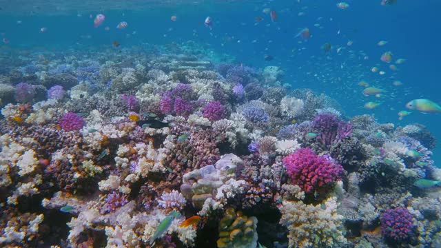 埃及红海拉哈米湾，马萨阿拉姆，美丽的珊瑚礁上生活着许多热带小鱼视频素材