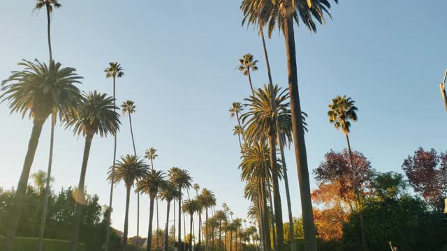 比弗利山的棕榈树和房子视频下载