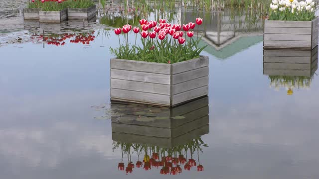 池塘里花坛里红白相间的郁金香视频素材