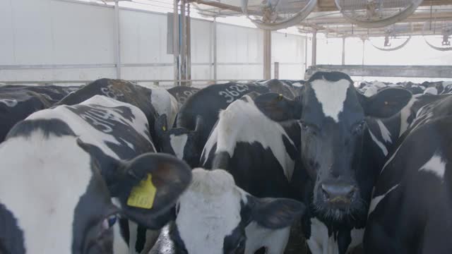 大型奶牛场中挤牛奶的过程视频素材