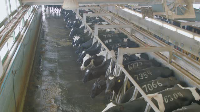 大型奶牛场中挤牛奶的过程视频素材
