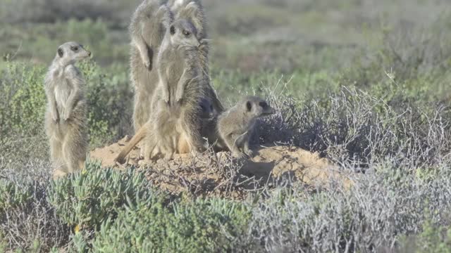 南非的狐獴家族视频下载