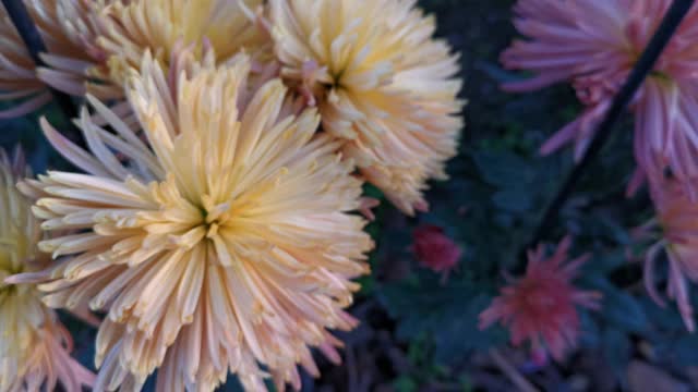 五彩缤纷的菊花在秋天的花园里盛开。视频素材
