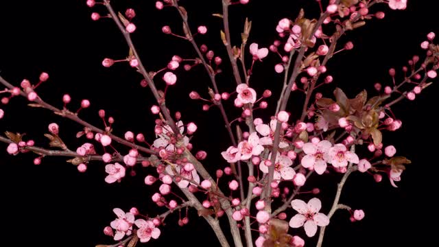 粉红色的花在树枝上盛开，樱桃树视频素材