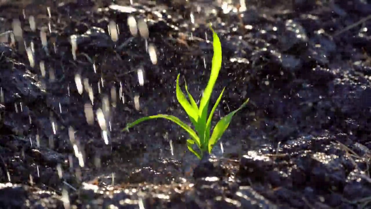 慢镜头玉米种植在有机农田中浇水视频素材