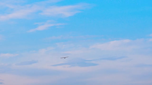 海鸥在蓝天上飞翔。美丽的鸟儿展开翅膀在天空中飞翔。视频素材