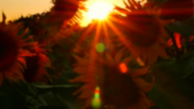 令人惊异的模糊的阳光背景上的日落。阳光穿过向日葵。夏天的观点。慢动作，温暖的视频。视频下载