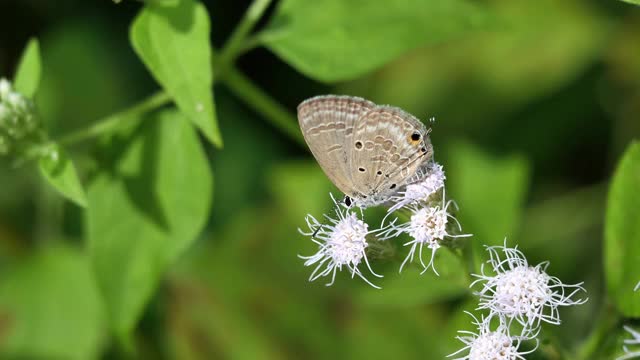 普通的丘比特蝴蝶寻找花蜜在苦灌木或暹罗杂草开花视频素材