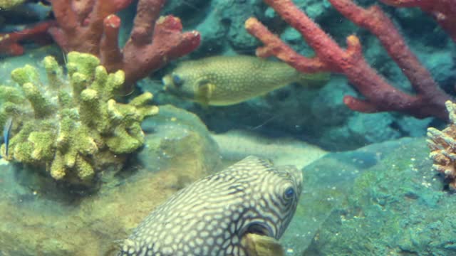 河豚鱼和豪猪鱼在海底的珊瑚礁里游泳视频素材