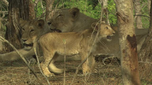 两只亚洲雌狮坐在一起，幼崽向母狮身后移动视频素材