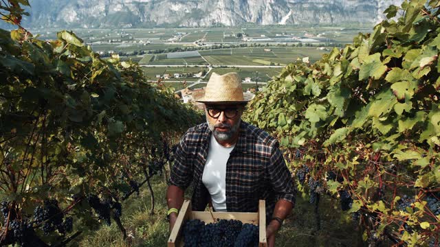 葡萄采摘酿酒故事:意大利Trentino的流行视频下载