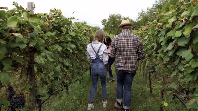 葡萄采摘酿酒故事:意大利Trentino的流行视频素材