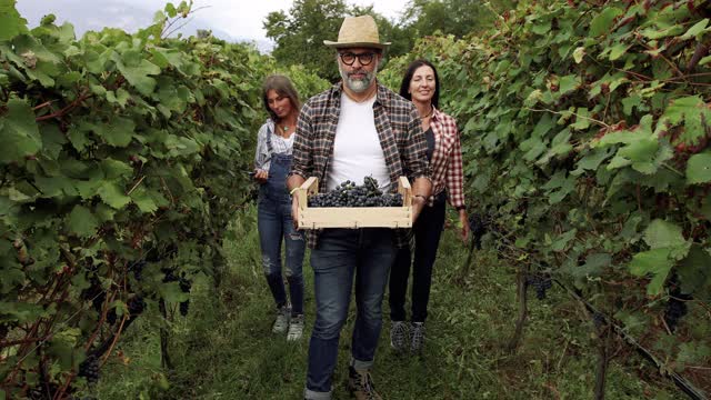 葡萄采摘酿酒故事:意大利Trentino的流行视频素材