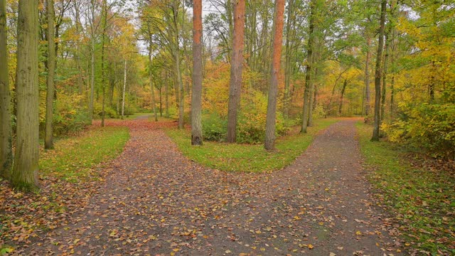 秋天的森林小径，视频下载