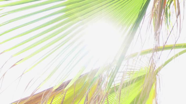 阳光穿过棕榈树的叶子。美丽的镜头光晕效果。温暖晴朗的一天，热带岛屿。视频素材