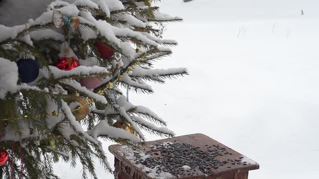 冬天，在装饰过的圣诞树旁的雪地里，山雀在喂食器旁飞翔嬉戏。有选择性的重点视频素材