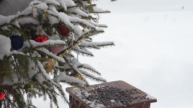 冬天，在装饰过的圣诞树旁的雪地里，山雀在喂食器旁飞翔嬉戏。有选择性的重点视频素材