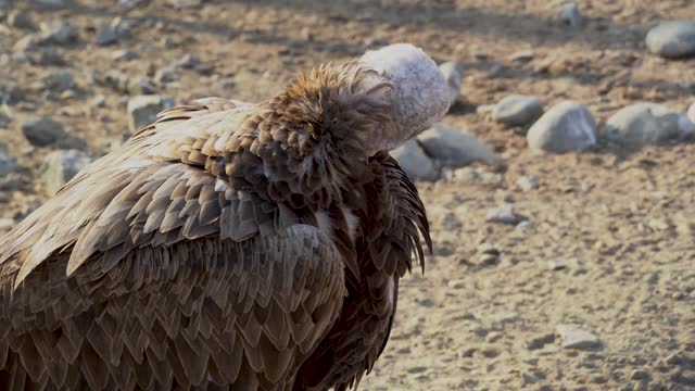 鹫鹰近(吉普斯黄)头拍摄非常近显示羽毛和喙细节。非洲和中东的拾荒者。视频素材