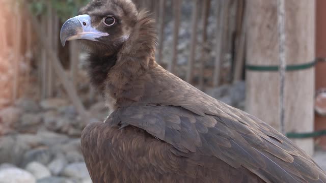 一只秃鹫(埃及秃鹰)的头非常近地显示羽毛和喙。也叫黑秃鹫，和尚秃鹫，或欧亚黑秃鹫。视频素材