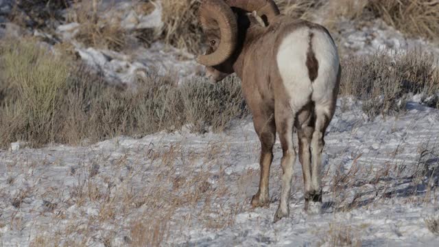 大角绵羊(加拿大绵羊)追逐母羊，头部碰撞和交配在冬季发情期的MS 4K慢动作/声音拍摄视频下载